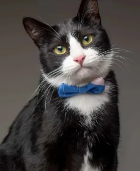 Pet Bow Tie Pet Bow Tie