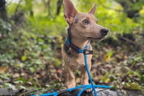 Thin Rope Slip Lead for Dogs - 1.4m Long Thin Rope Slip Lead for Dogs - 1.4m Long